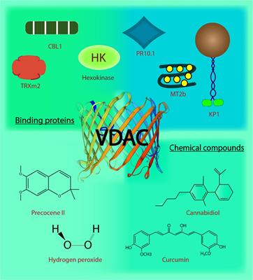 VDACs: An Outlook on Biochemical Regulation and Function in Animal and Plant Systems